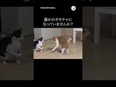 猫で遊ぶ猫｜PECO