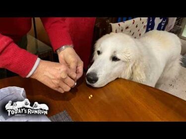 逃げず嫌がらず、お利口にお薬を飲めたリリーです　Great Pyrenees　グレートピレニーズ