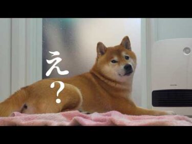 お風呂が大嫌いな柴犬妹！代打で登場した兄が可愛すぎるw w