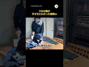 うちの猫が天才だとわかった瞬間w｜PECO