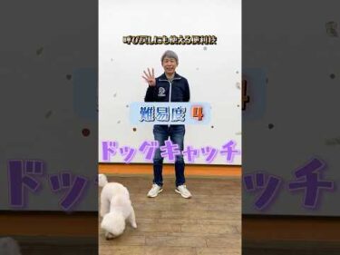 ドッグトリック難易度４｜ドッグキャッチできる？