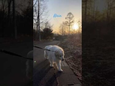 Alain アラン #greatpyrenees #todaysrunrun #グレートピレニーズ #今日のルンルン