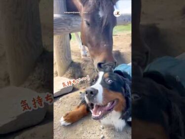 初対面でこんなに仲良くなれるんだ😳｜PECO