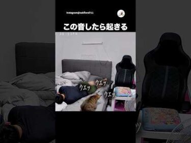 毛玉を吐く音で起きる主｜PECO