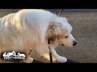 顔拭き拒否、出発場所指定…最年長だけど自由なアランです　Great Pyrenees　グレートピレニーズ