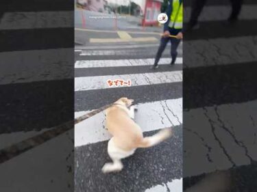 可愛がってくれるおじちゃん発見して…｜PECO