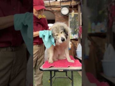 Belle ベル #greatpyrenees #todaysrunrun #グレートピレニーズ #今日のルンルン