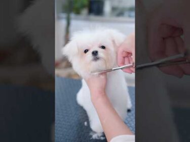 トリミングしたらお耳が・・・！