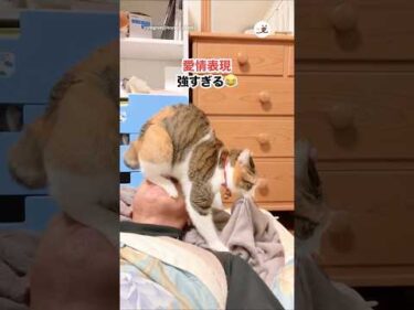 愛の試練を受けるパパさん｜PECO