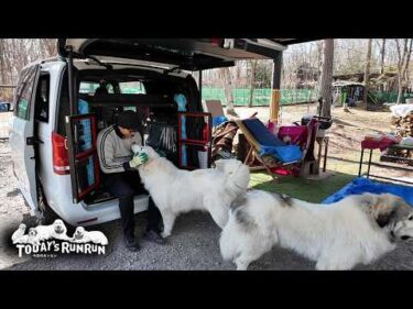 ルンルン号のケージ積み込みを監督したアランとベルとリリーです　Great Pyrenees　グレートピレニーズ