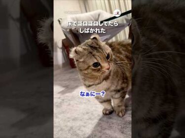 床でゴロゴロしてたらしばかれた｜PECO