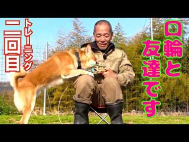 【噛み犬】誰でも簡単にできるマズル（口輪）トレーニング