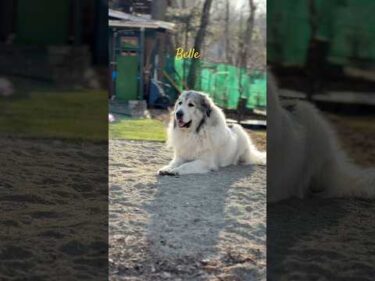 Belle ベル #greatpyrenees #todaysrunrun #グレートピレニーズ #今日のルンルン