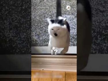 網戸が見えなかった野良猫｜PECO