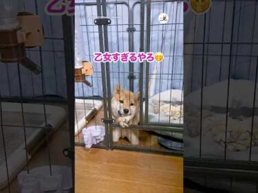 乙女すぎるやろ｜PECO