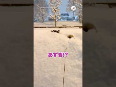 雪が大好きすぎてコレ🤭｜PECO