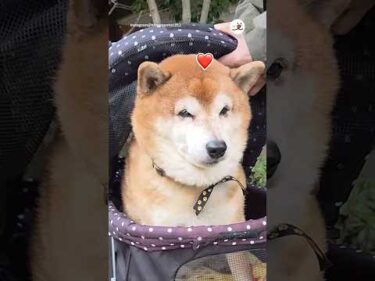 可哀想なポン太だよ｜PECO