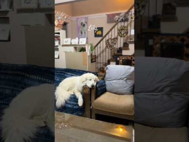 Lily リリー #greatpyrenees #todaysrunrun #グレートピレニーズ #今日のルンルン