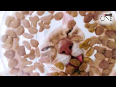 😺猫ちゃんの身体は「たんぱく質」でできている。だからこそ41%配合 ピュリナ ワン 高たんぱくシリーズ