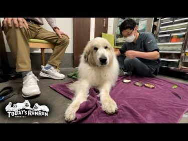 どんぐり病院さんで全身もみほぐしで疲れを取ってもらったアランです　Great Pyrenees　グレートピレニーズ
