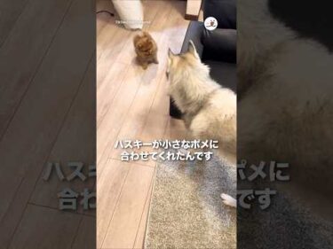 小さなポメに合わせてくれるハスキー｜PECO