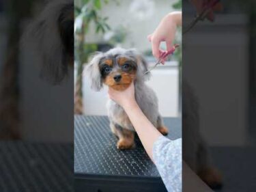 可愛すぎる子犬の大変身が・・・！