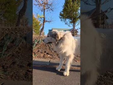 Belle ベル #greatpyrenees #todaysrunrun #グレートピレニーズ #今日のルンルン