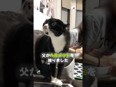 オセロさん、最上級オラオラで父を威嚇する｜PECO