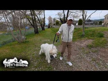 少し遅かったけど…桜を見に行ったアランとベルとリリーです　Great Pyrenees　グレートピレニーズ