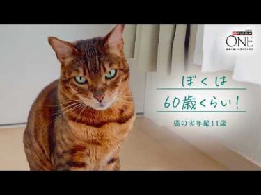 4倍の速さで進む😺猫ちゃんの時間。11歳からの身体に合わせた「食事の選択」
