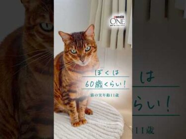 😺猫ちゃんの11歳は人間なら60歳。今の身体に合わせた「食事の選択」