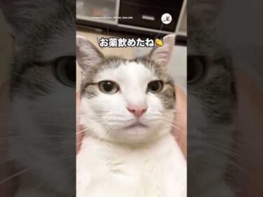お薬飲んだ愛猫を褒めたら…｜PECO