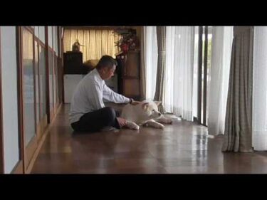 【秋田犬ゆうき】階段下より涼しい場所を見つけたので飼い主と一緒にゴロンと横になる【akita dog】