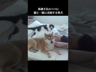 優しい柴犬と猫は体調不良のパパを手厚く介護する #shibainu #犬のいる暮らし #癒し