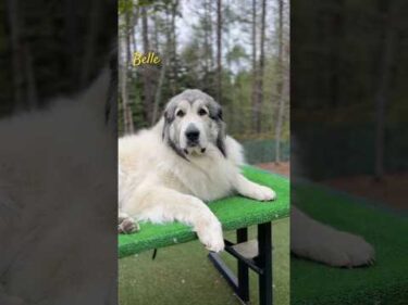 Belle ベル #greatpyrenees #todaysrunrun #グレートピレニーズ #今日のルンルン
