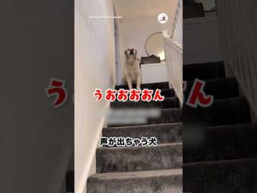 階段降りるとき声出ちゃうタイプ｜PECO