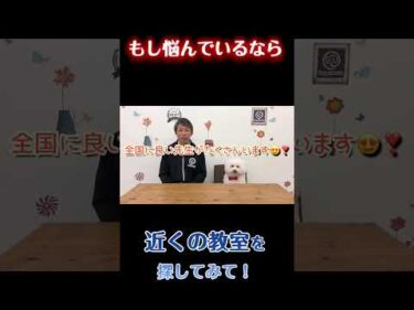 犬のしつけで悩んだときの一番の近道【犬のしつけ】