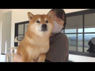 柴犬が大好きなママを急に警戒し始めました。。