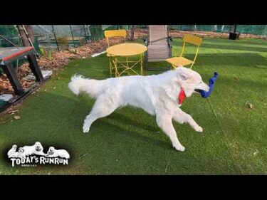 毎日が大運動会！くる日もくる日も毎日楽しそうなリリーです　Great Pyrenees　グレートピレニーズ