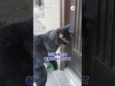 柴犬さんのことが好きになってしまった黒猫｜PECO