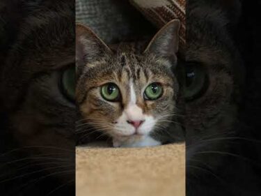 HEBEL HAUS｜ペットが幸せ、というしあわせ。