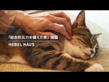 HEBEL HAUS｜ペットが幸せ、というしあわせ。