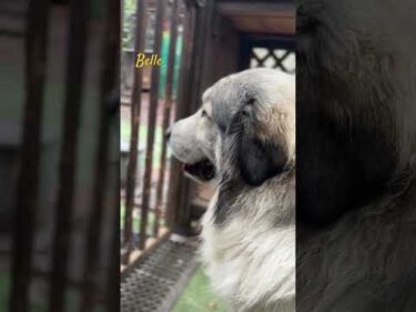 Belle ベル #greatpyrenees #todaysrunrun #グレートピレニーズ #今日のルンルン