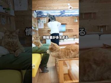 情報量が多すぎる🤭｜PECO