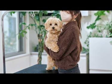 また抱きついてしまうマルプー！初トリミングぶりの再会/1歳記念トリミング🎂