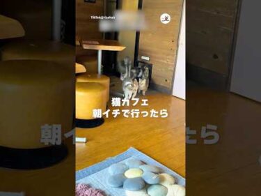 朝イチ猫カフェ、最高だった🐱｜PECO
