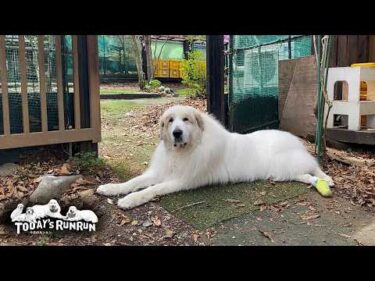 頑張ってお散歩へ行き、のんびりお昼寝、スローライフなアランです　Great Pyrenees　グレートピレニーズ
