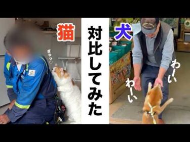 【比較】犬と猫の反応を比べたら……どっちも可愛い｜PECO