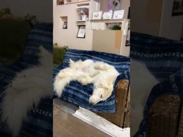 Lily リリー #greatpyrenees #todaysrunrun #グレートピレニーズ #今日のルンルン