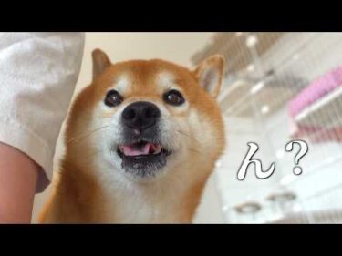 窓の外を見た柴犬、急に怯え始めた。